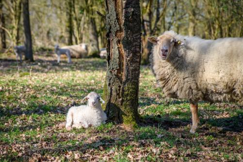 lammetjes Lente op de Voskuilenheuvel  HJA_7303